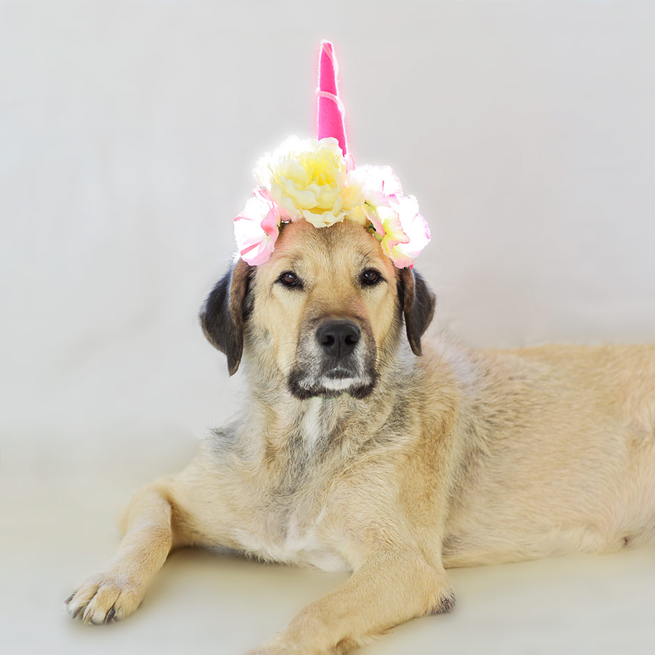 Our pup is really a unicorn