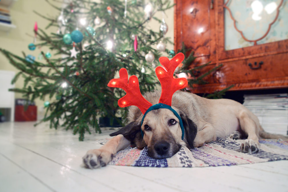 Happy Holidays!