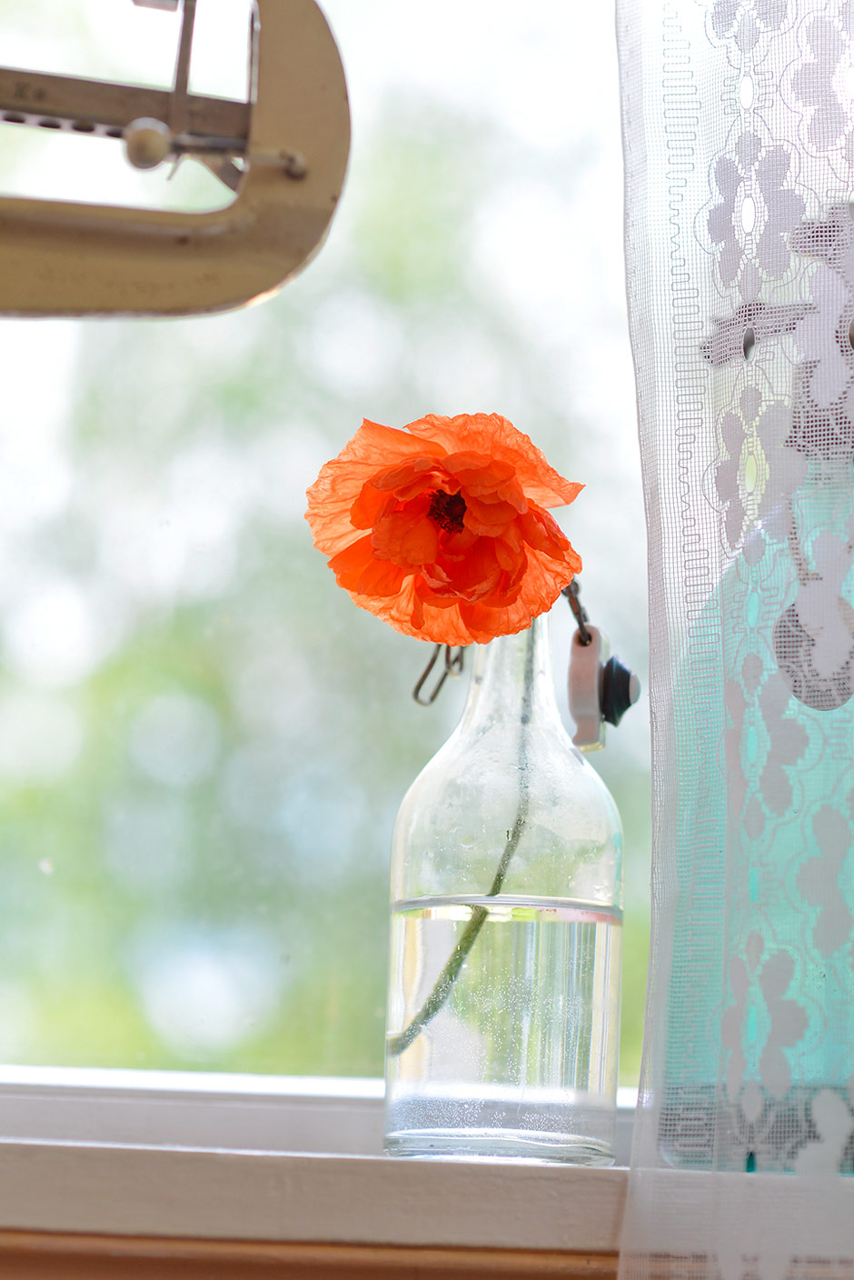 My Favorites: Red Poppies